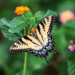 Blessing of the Butterflies